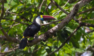 Toucan à bec rouge  / Haut Sinnamary (Guyane française), août 2012